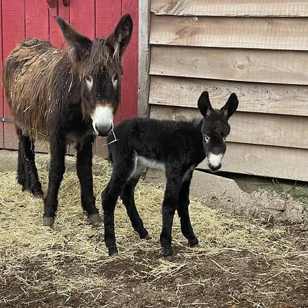Mountain Eco Shelter 1 * Funchal (Madeira)