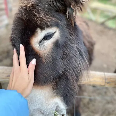 Mountain Eco Shelter 1 خيمة فخمة *