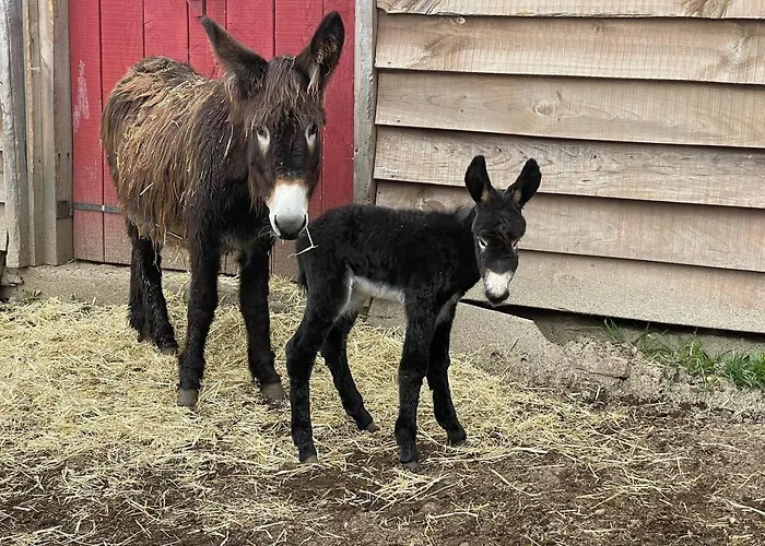 Mountain Eco Shelter 1 * 푼샬