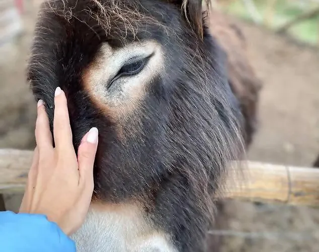 Mountain Eco Shelter 1 Luxussátor *